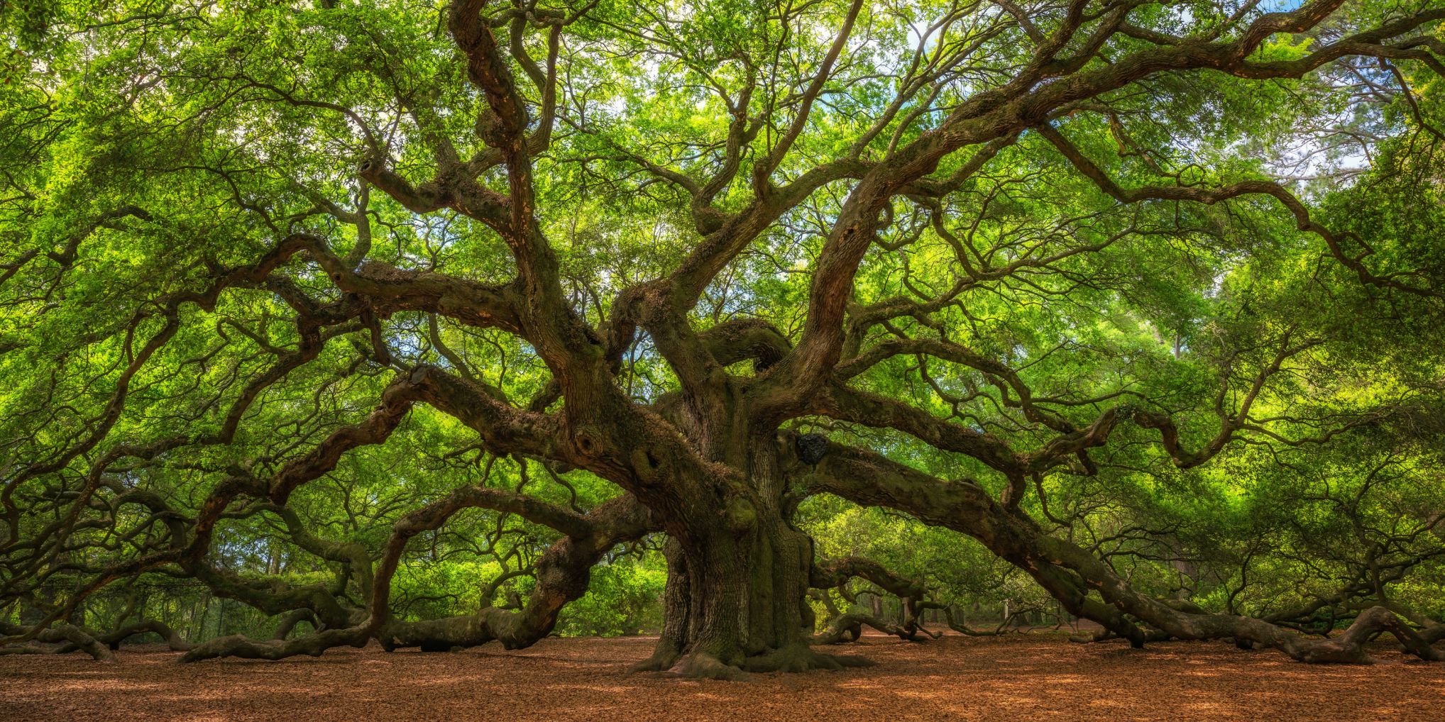 Angel Oak (copy) (copy)